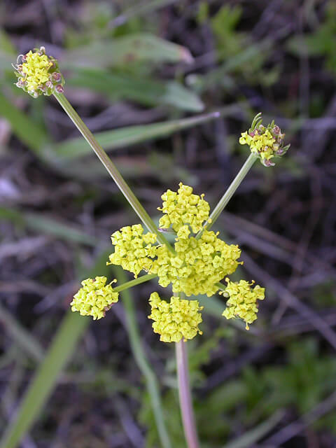 Bradshaw's lomatium flowers. Photo: Melissa Carr, Oregon Dept. of Agriculture