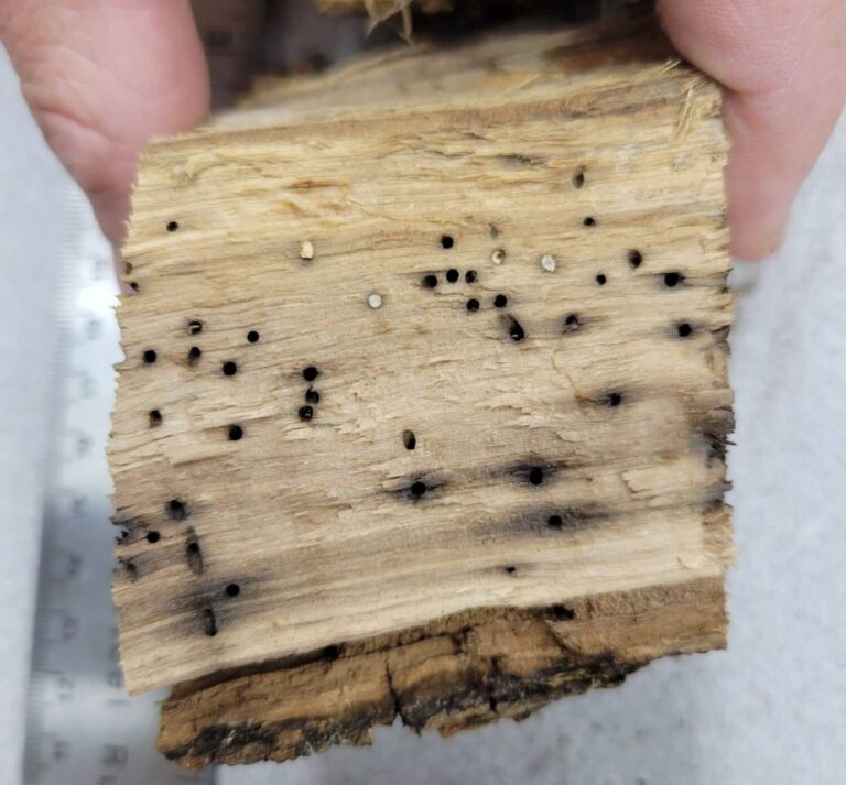 Entry holes from the MOB. Photo: Wyatt Williams, Oregon Department of Forestry