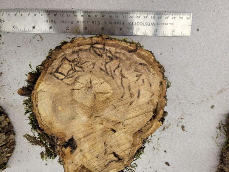 Cross section of an infected oak tree, showing the branching galleries and dark staining left behind from the MOB. Photo: Wyatt Williams, Oregon Department of Forestry