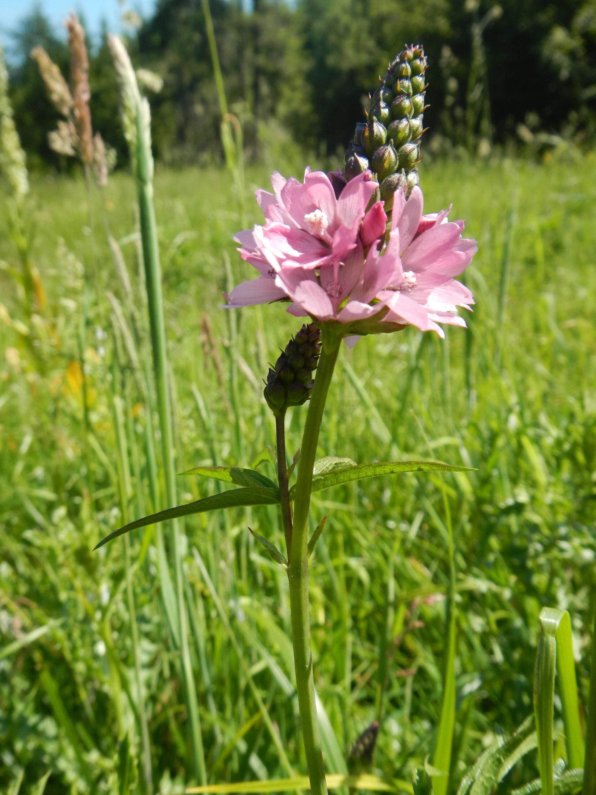 Nelson's checker-mallow. Photo: Bureau of Land Management Oregon and Washington, Maysa Miller