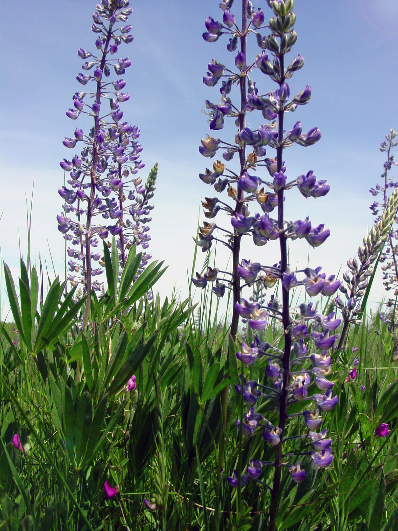 Kincaid's lupine, the host plant for the endangered Fender’s blue butterfly. Photo: Christine Williams, Mackenzie Cowan, Sandra Miles, Sally Villegas, and West Eugene Wetlands staff / BLM