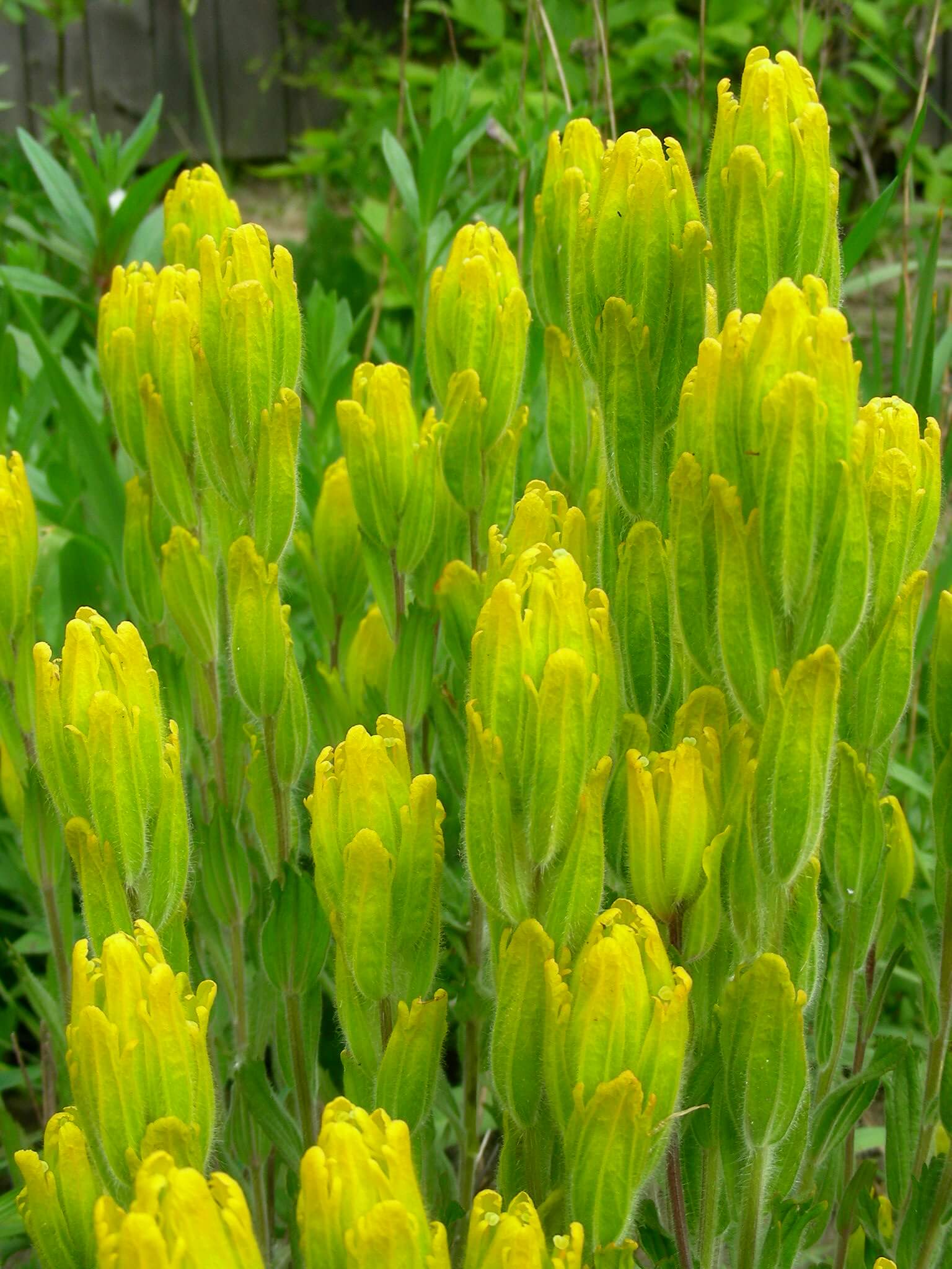 Golden paintbrush. Photo: Oregon State University, Creative Commons