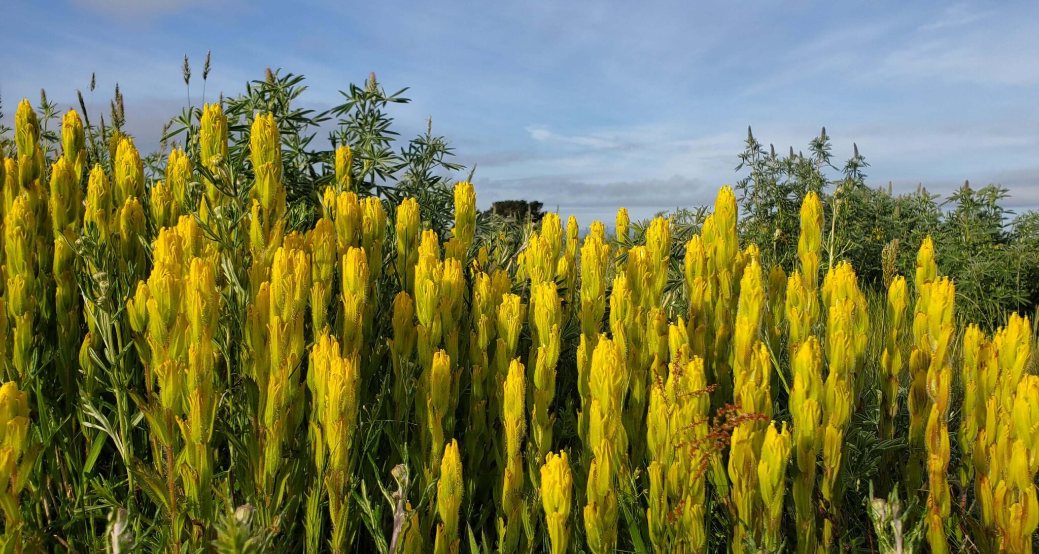 Golden paintbrush. Photo: Mosa Neis/Pacific Rim Institute