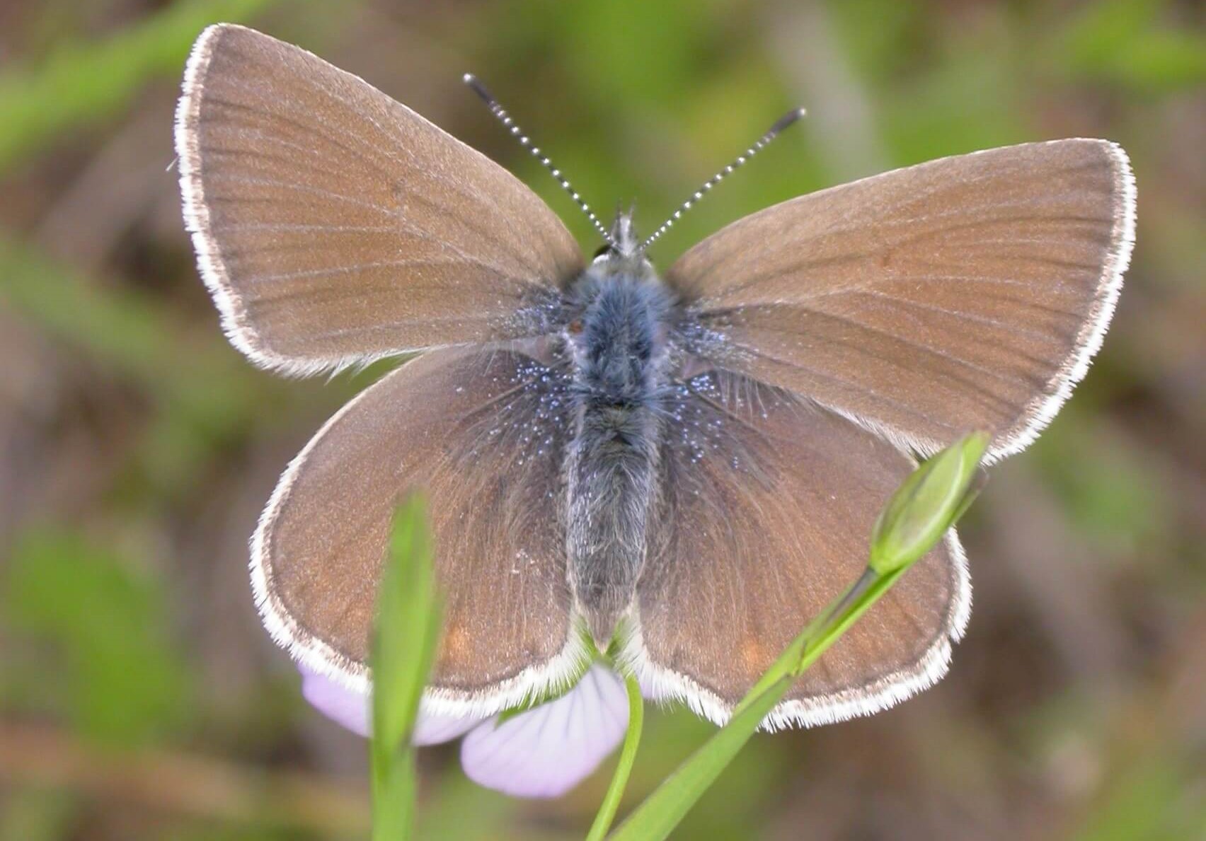 Fender's Blue Butterfly (female). Photo: Jeff Dillon, USFWS