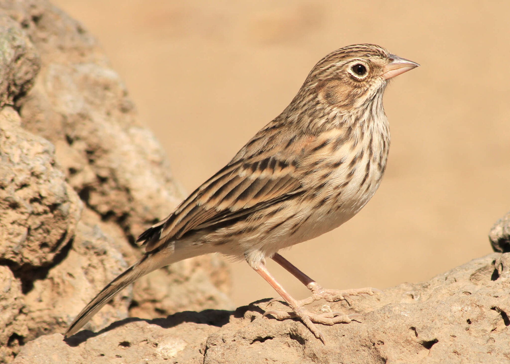 Vesper Sparrow. Photo: Simon Wray, Oregon Department of Fish and Wildlife.