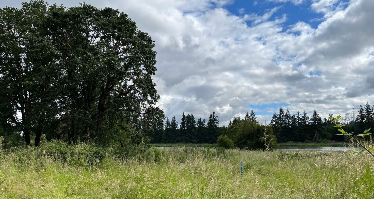 Oak and prairie at Coffee Lake Creek. Credit: Metro