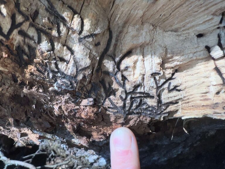 Another view of the branchy, dark stained galleries from the MOB. Photo: Christine Buhl, Oregon Department of Forestry