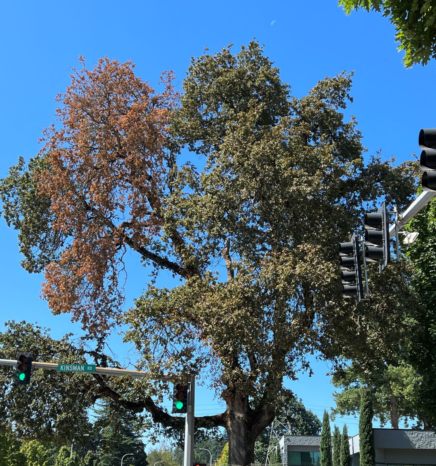 An oak tree with MOB infection near the top left of the canopy. This can be identified partially by seeing healthy sections of the tree adjacent to brown, wilted leaves and sagging branches. Photo: Oregon Department of Forestry