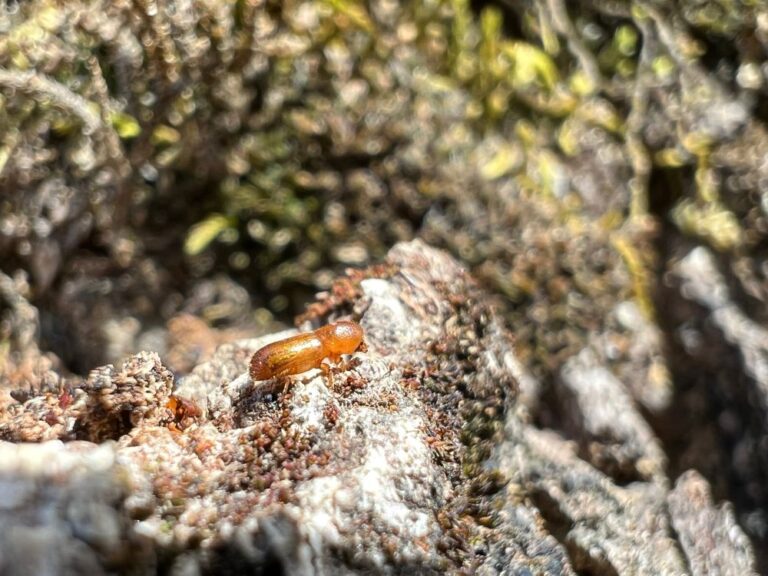 An adult Mediterranean Oak Borer. A full-grown adult insect is about 3mm long. Photo: Christine Buhl, Oregon Department of Forestry