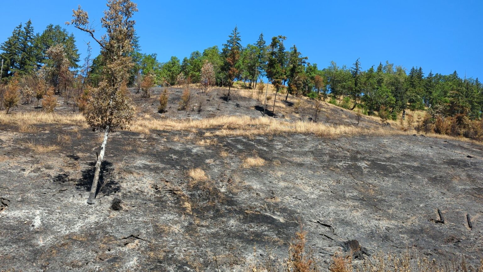 The burn site the following day. White areas indicate where the fire burned hottest. Photo: UPBA