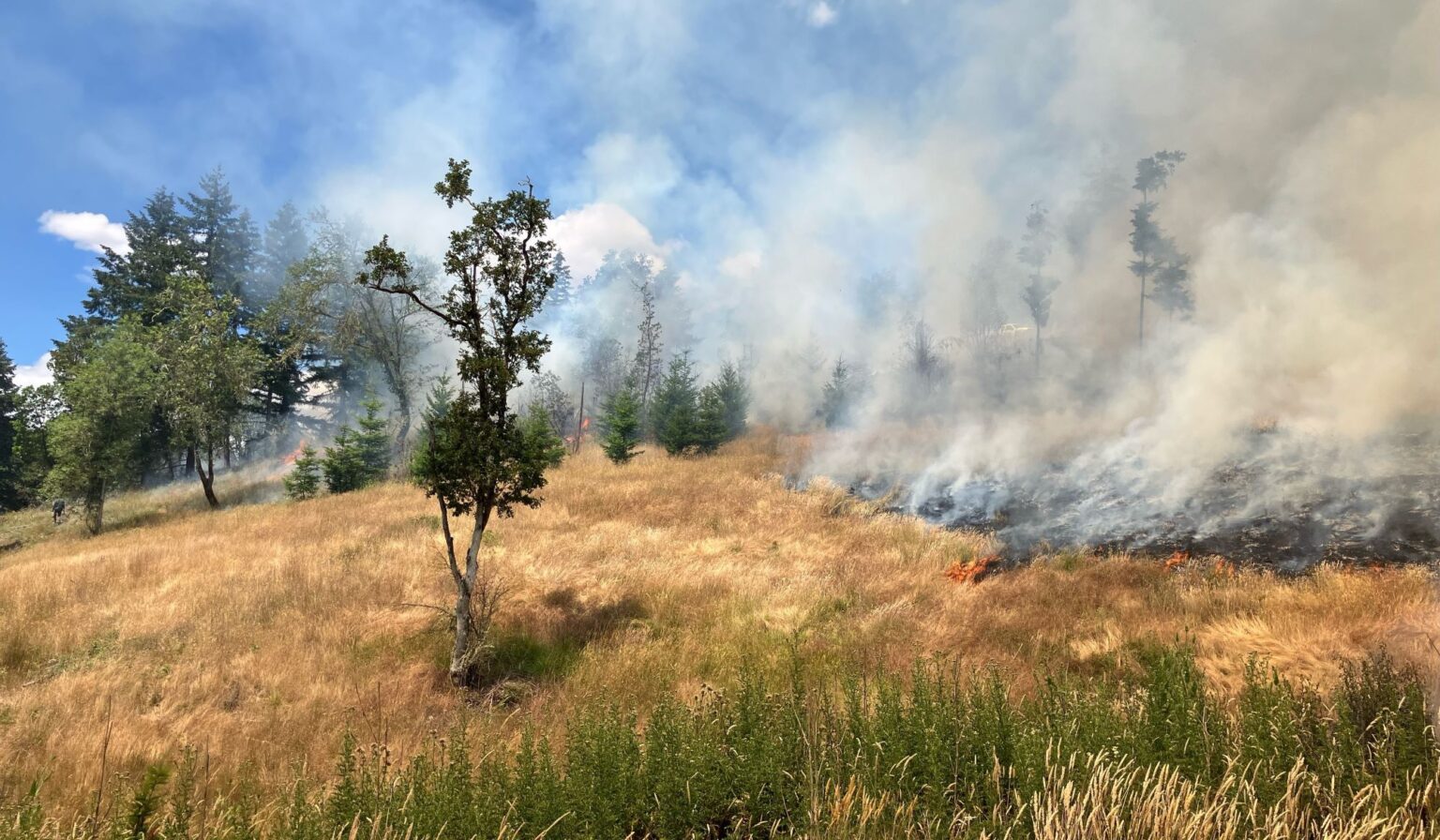 The burn area in Douglas County, OR. Photo: Umpqua Prescribed Burn Association (UPBA)