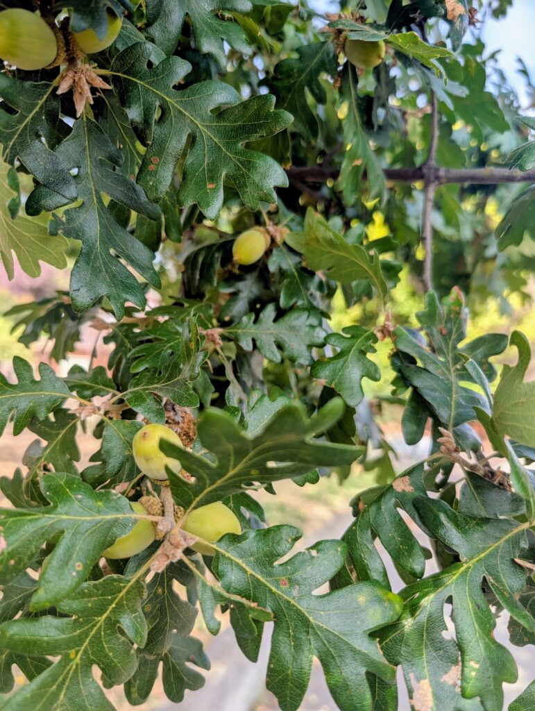 Green acorns on tree