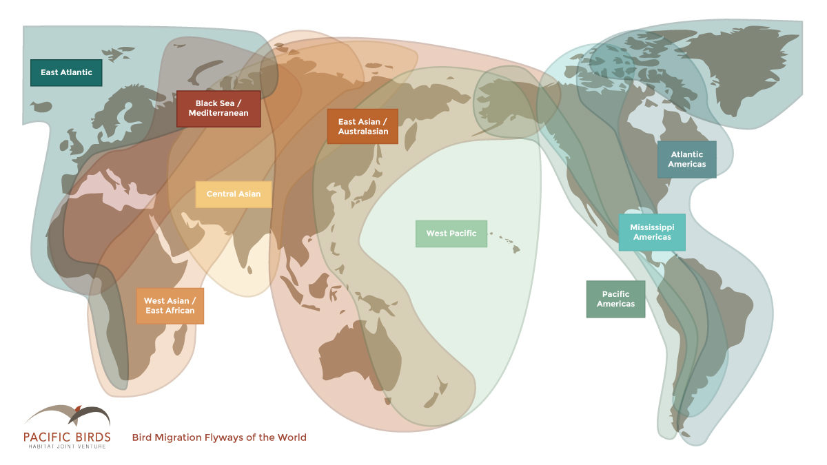 Global Flyways Map with Pacific Birds Logo