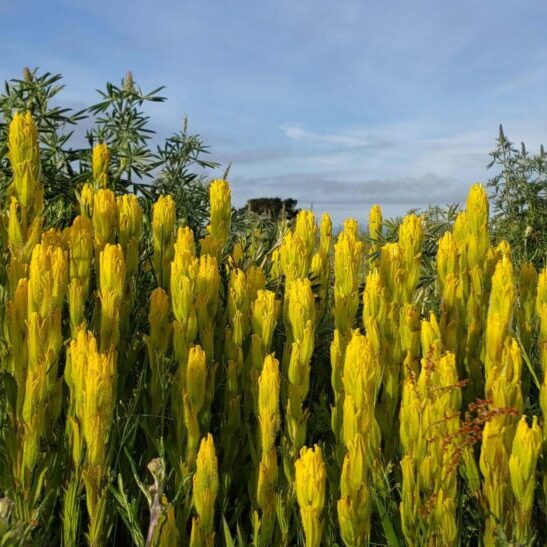Golden paintbrush. Photo: Mosa Neis/Pacific Rim Institute