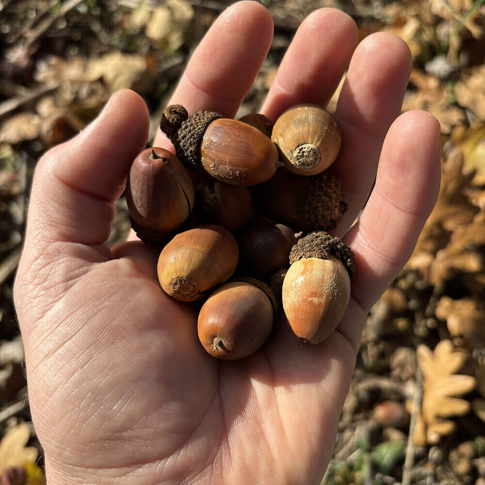 hand holding acorns