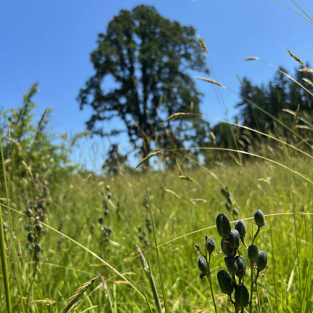 Camas Oak