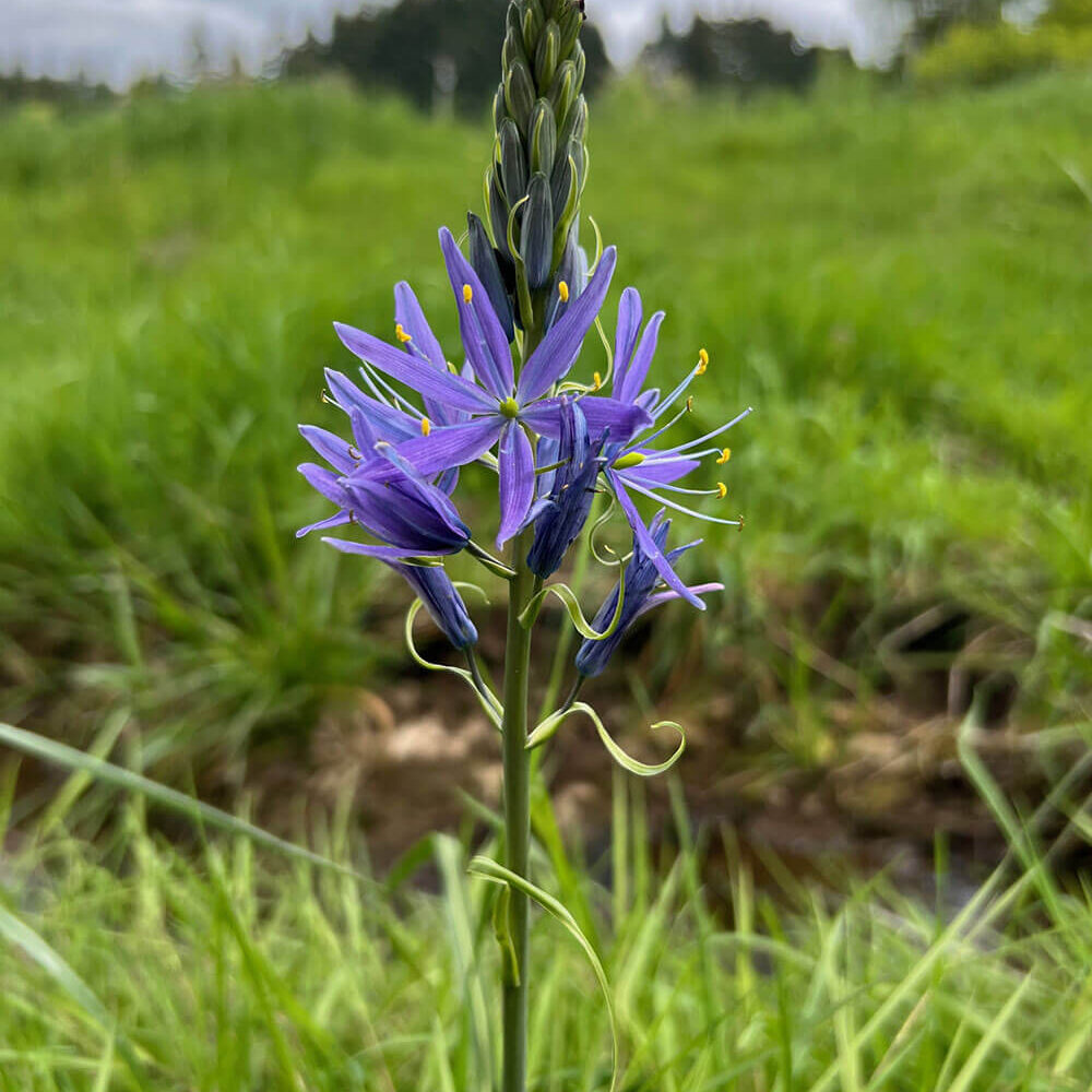Camas