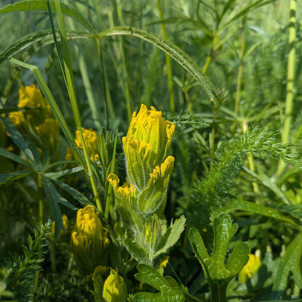 Golden Paintbrush Castilleja Levisecta