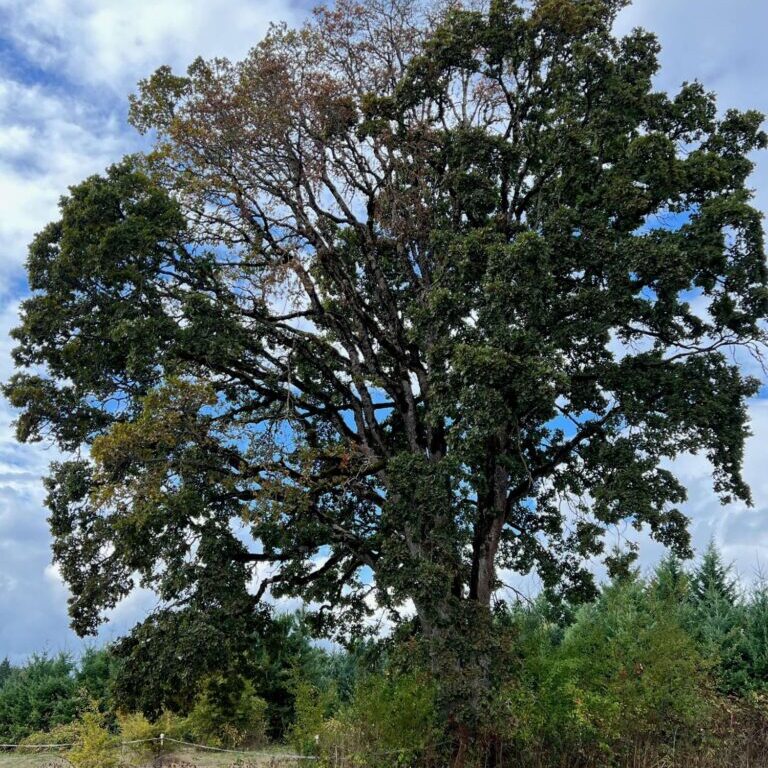 A tree exhibiting signs of MOB, as distinguished by the distinct section of dead leaves at the canopy. Photo: Christine Buhl, Oregon Department of Forestry