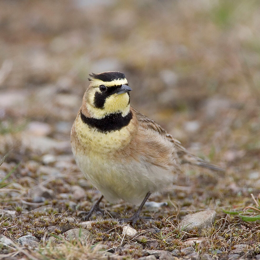 close up of a yellow, black-brown bird on a pebble surface