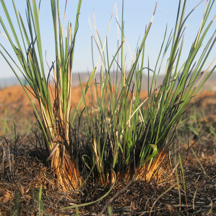 close up of a tuft of grass