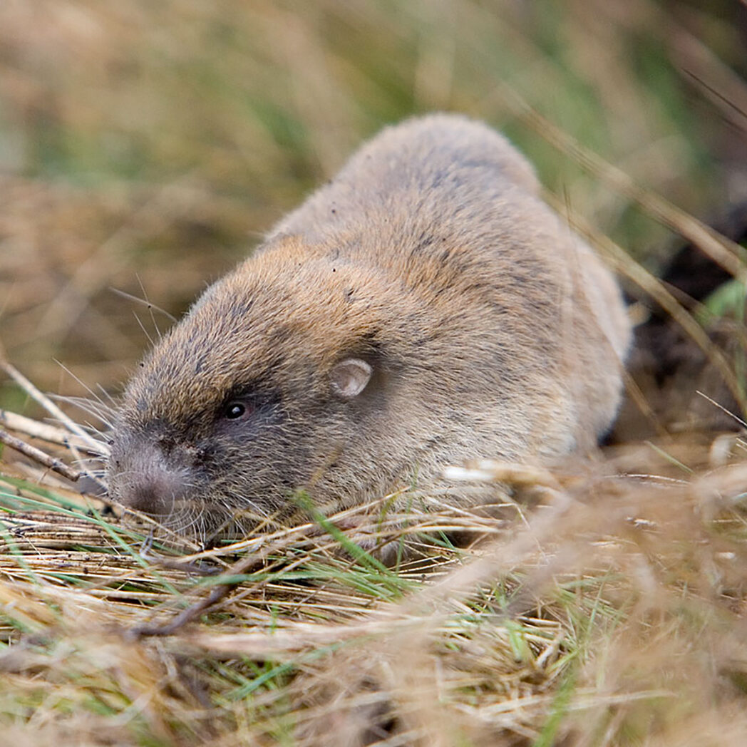gopher searching the ground surrounded by grass