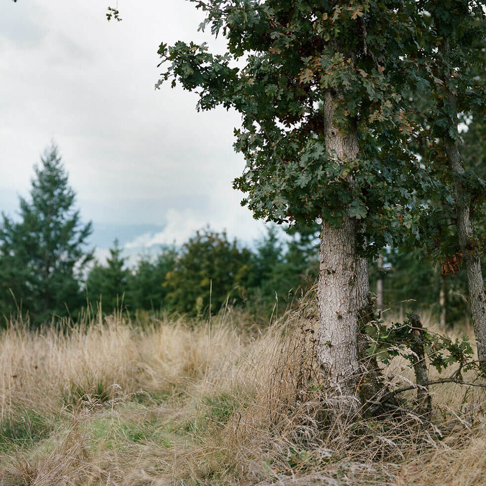 Oak Chehalem Ridge Nature Park