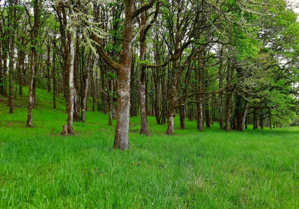 Oak Woodland_Understory oak trees with new leaves and bright green grass in the foreground