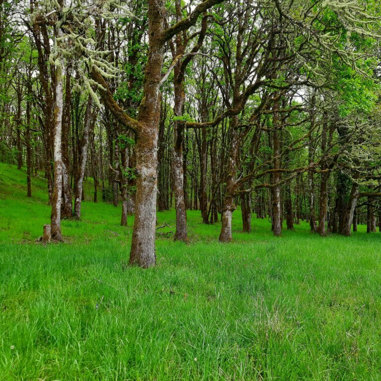 oak trees with new leaves and bright green grass in the foreground