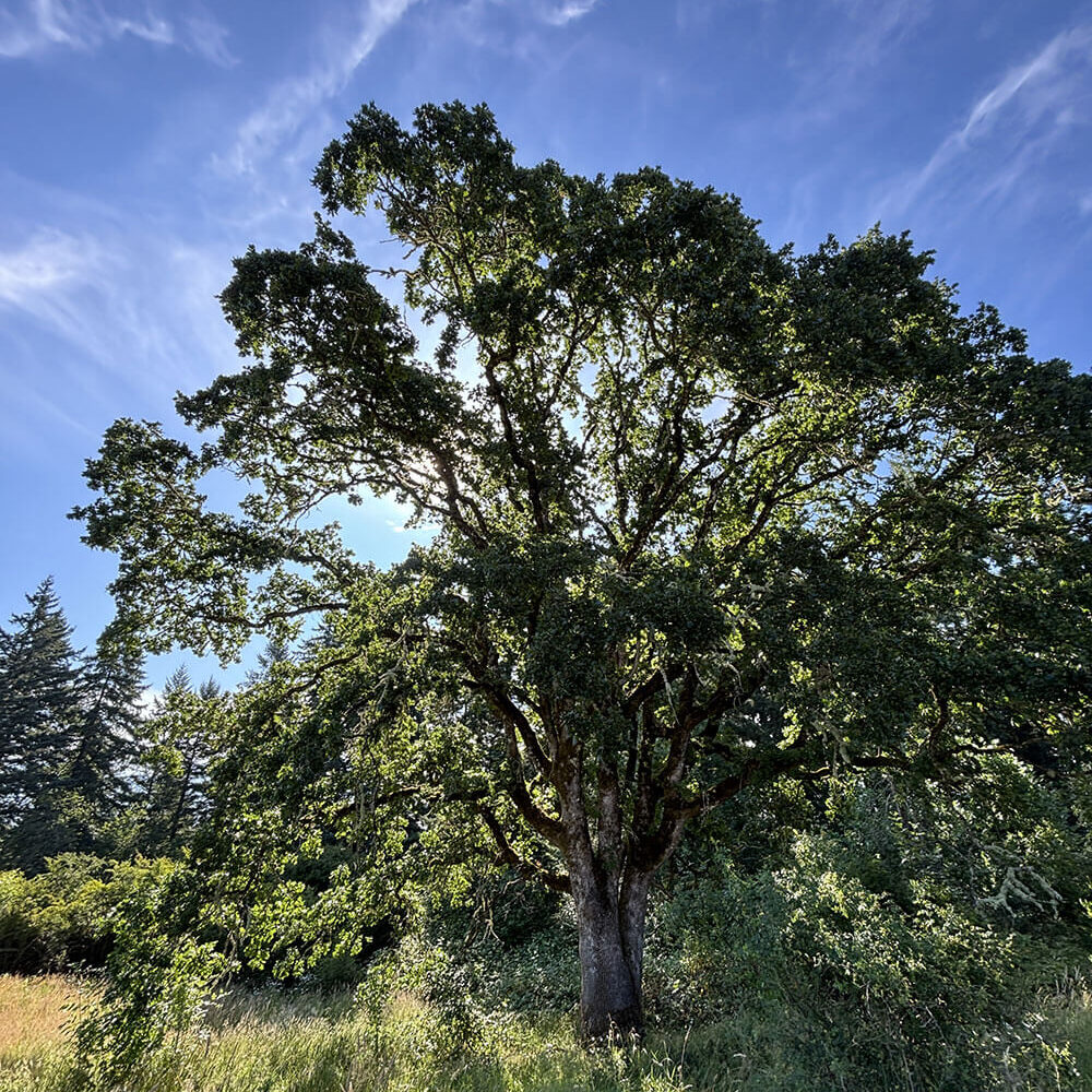 Oak Tree