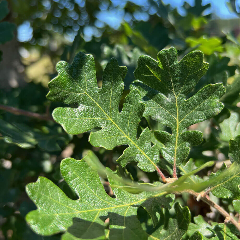 Oak Leaf