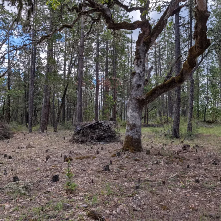Oakwithsmalloaks cut