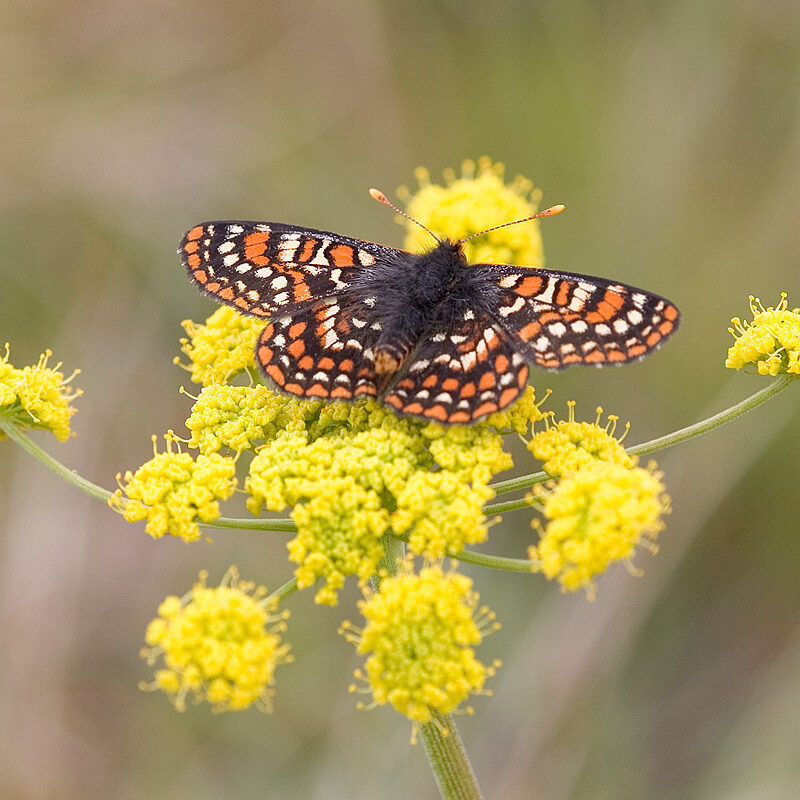 close up of orange, black and white spotted butterfly on a yellow multi stem flower