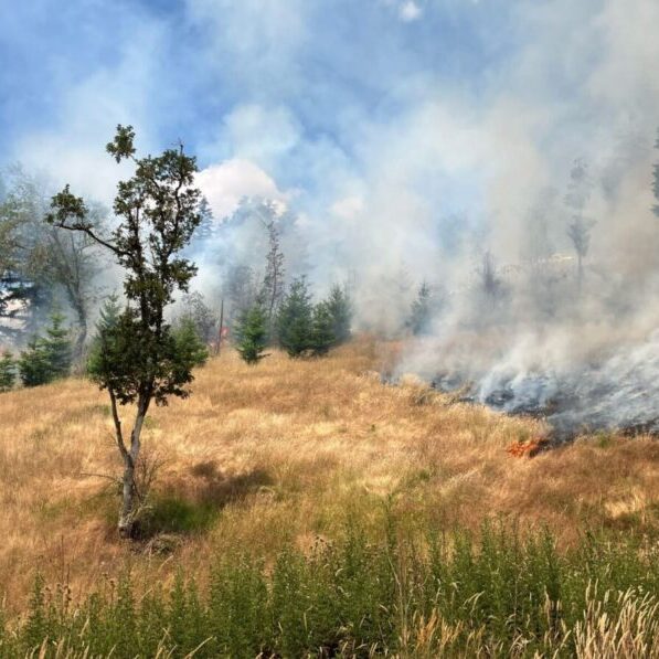 The burn area in Douglas County, OR. Photo: Umpqua Prescribed Burn Association (UPBA)