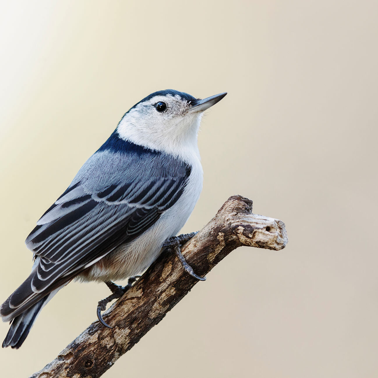 White breasted Nuthatch