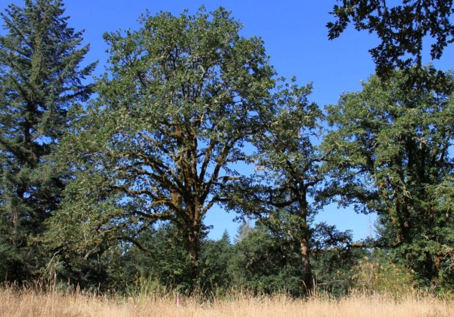 Oaks at Coffee Lake Creek. Credit: Metro