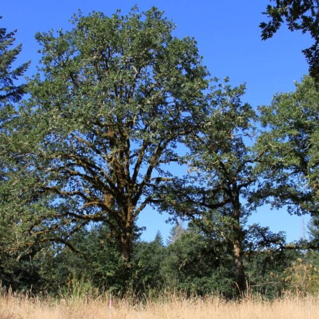 Oaks at Coffee Lake Creek. Credit: Metro
